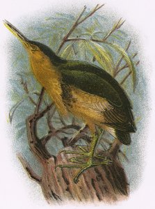 Little Bittern